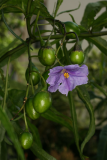 Solanum laciniatum RCP8-2014 175.JPG